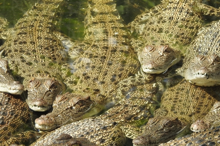 A group of young saltwater crocodiles.