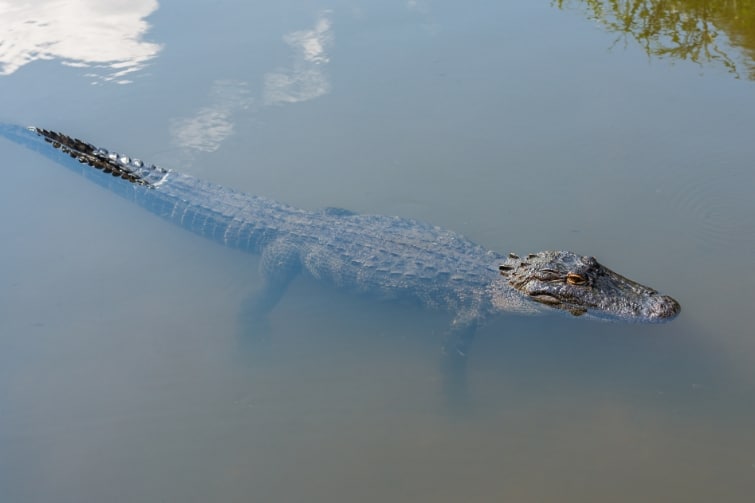 A saltwater crocodile semi-submerged.