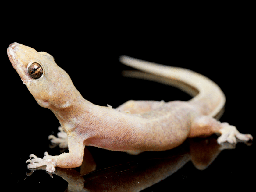 Asian house gecko on a black background. 