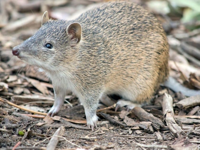 Australian Bandicoot
