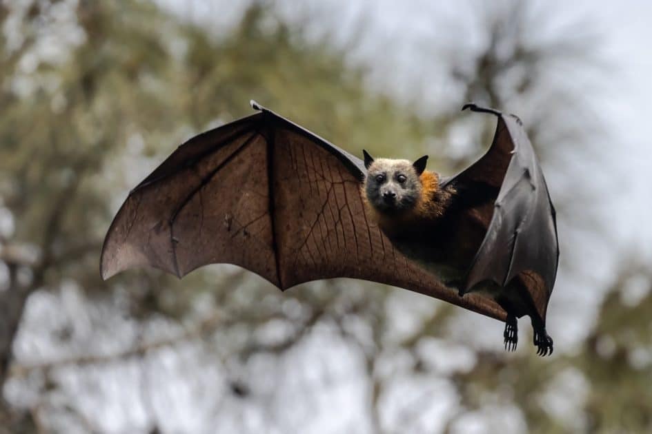 Australian Grey-headed Flying Fox in flight