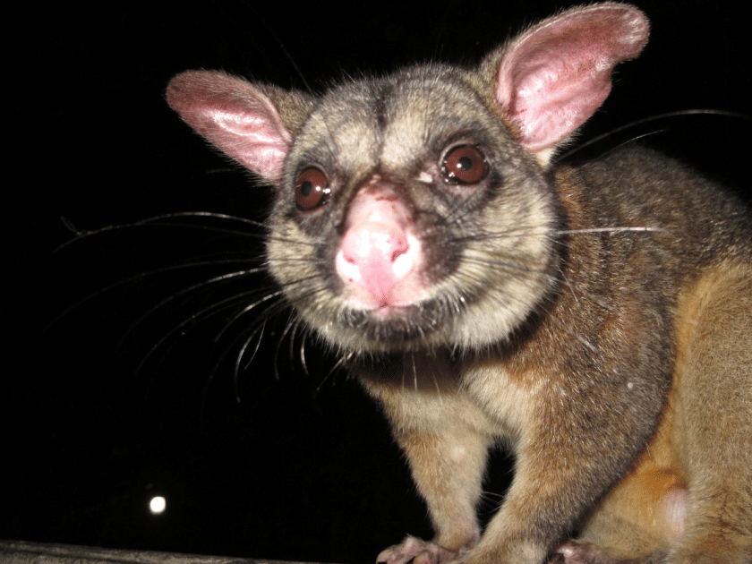 Common brushtail possum in australia. 