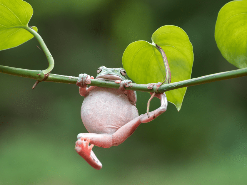 green tree frog hanging off a branch