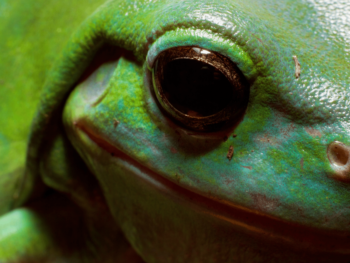 the eye of a green tree frog